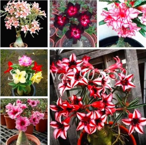 Desert Rose Flower Seeds, Mixed