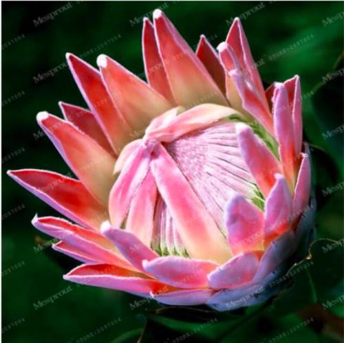 Rare Protea Cynaroides Seeds, Pink Flowers