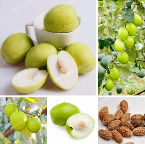 Jujube Seeds, 10 Seeds
