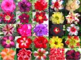 Fresh Real Adenium Obesum semillas Seeds