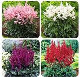 Astilbe Chinensis Flowers Seeds, Mixed