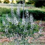 White Wild Indigo Baptisia Aa Flower Seeds