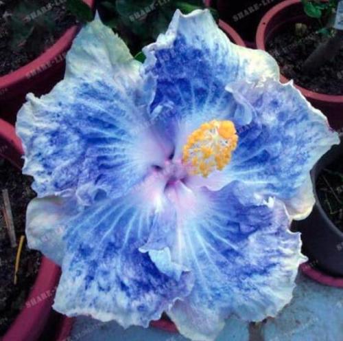 HIBISCUS ROSA-SINENSIS Flower Seeds, White-Blue Big Single Flowers