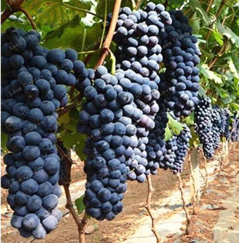Heirloom Grape Seeds, Pack of 50 Seeds