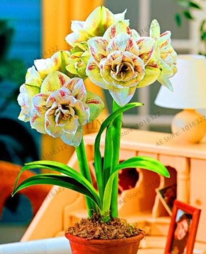 Amaryllis Bulb, Yellow Double Flowers with Few Red Stripes