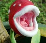 Insect-catching Plant Enchantress Carnivorous Plant Desk Pot Seeds