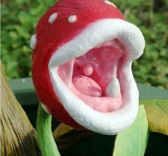 Insect-catching Plant Enchantress Carnivorous Plant Desk Pot Seeds