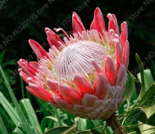 Rare Protea Cynaroides Seeds, Pink Flowers