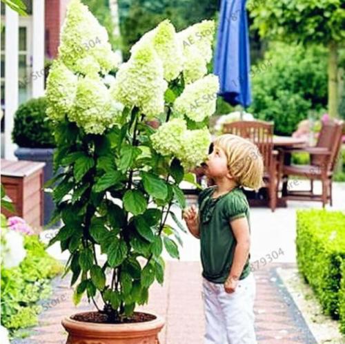 Vanilla Strawberry Hydrangea Seeds, Whitish Green Flowers