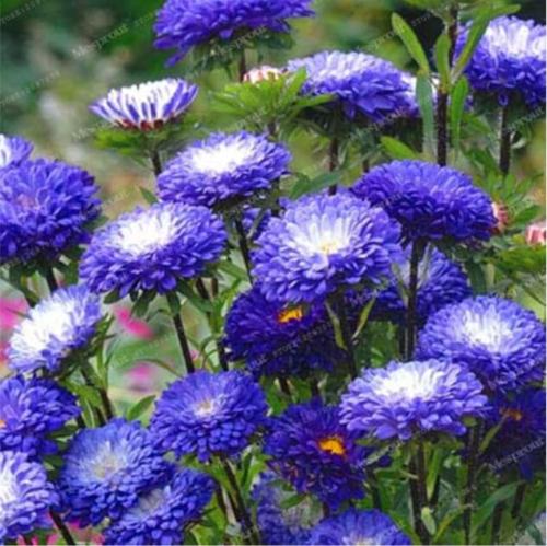 Chrysanthemum Aster Seeds, Blue Flowers with White Centre