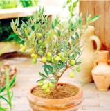 Mini Olive Tree (Olea Europaea) Seeds