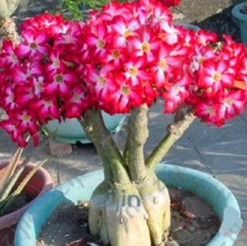Desert Rose Seeds, Rose Red Compact Flowers with White Centre