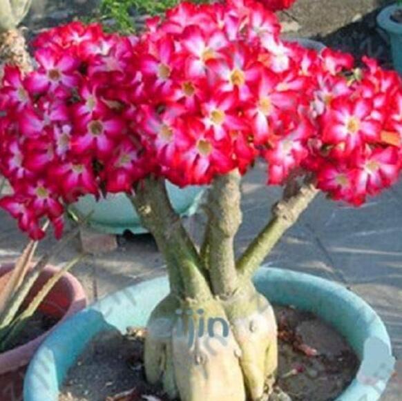 Desert Rose Seeds, Rose Red Compact Flowers with White Centre