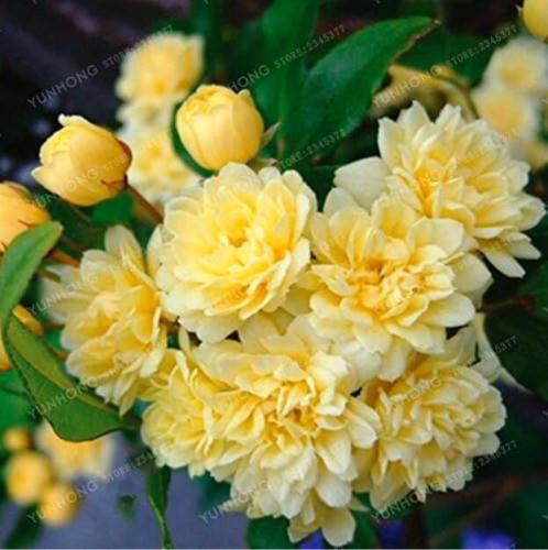 Jessamine Evergreen Plant Seeds, Orange Flowers
