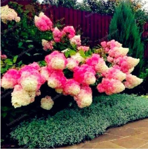 Strawberry Hydrangea Seeds, Rose Pink and Khaki Bi-color Flowers