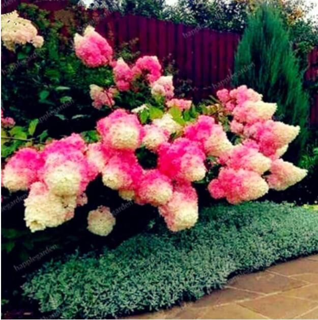 Strawberry Hydrangea Seeds, Rose Pink and Khaki Bi-color Flowers
