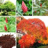 Rare Rhus Typhina Seed Strong Adaptability Staghorn Sumac Tree