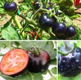 Black Tomato Seeds