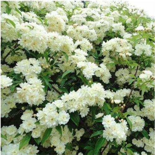 Jessamine Evergreen Plant Seeds, White Flowers