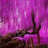 Wisteria Sinensis Tree Seeds, Rose Redish Purple Colors