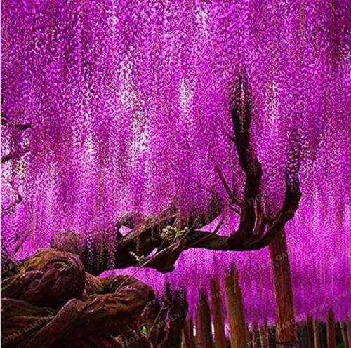 Wisteria Sinensis Tree Seeds, Rose Redish Purple Colors