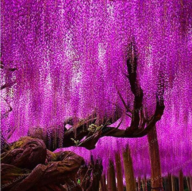 Wisteria Sinensis Tree Seeds, Rose Redish Purple Colors