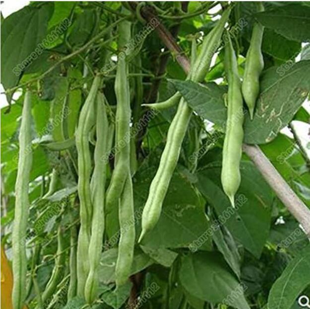 Green Bean Seeds, Green Vegetables