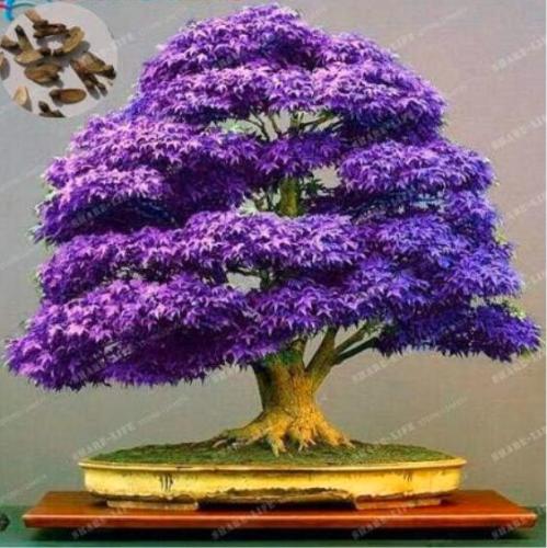 Japanese Purple Maple Seeds