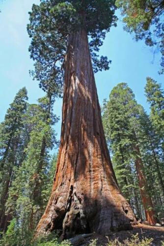 Giant Sequoia Sequoia Seeds Rare Fast Growing Variety