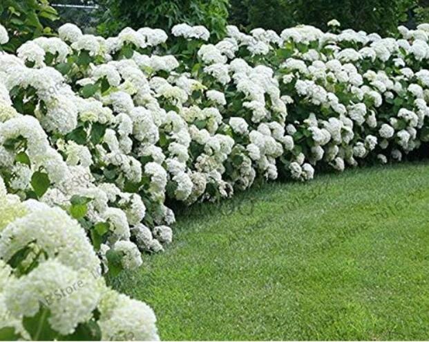White Hydrangea Flower Seeds