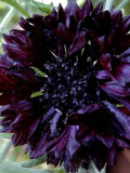 Black Bachelor's Button Seeds - Unique Dark Cornflower Seeds for Stunning Garden Blooms