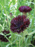 Black Bachelor's Button Seeds - Unique Dark Cornflower Seeds for Stunning Garden Blooms