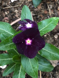 'Blackberry' Vinca Rosea | Elegant Black Rose Periwinkle for Your Garden