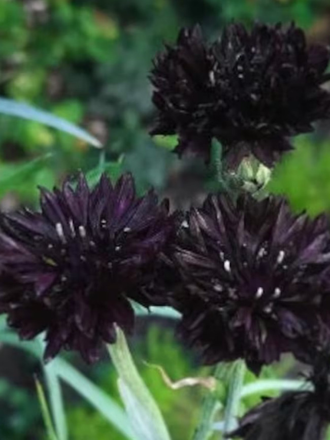 Black Bachelor's Button Seeds - Unique Dark Cornflower Seeds for Stunning Garden Blooms