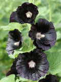 Black Hollyhock Seeds | Elegant Perennial Blooms for Your Garden