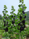 Black Hollyhock Seeds | Elegant Perennial Blooms for Your Garden