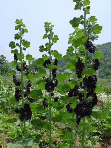 Black Hollyhock Seeds | Elegant Perennial Blooms for Your Garden