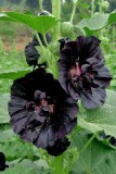 Black Hollyhock Seeds | Elegant Perennial Blooms for Your Garden