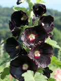 Black Hollyhock Seeds | Elegant Perennial Blooms for Your Garden