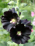 Black Hollyhock Seeds | Elegant Perennial Blooms for Your Garden