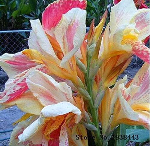 Canna Lily Bulbs, Corloful Flowers