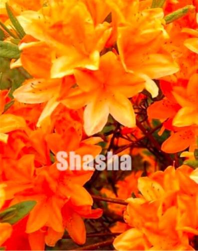 Japanese Azalea Seed, Rhododendron Azalea Orang Red Flowers