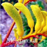 Rare Kangaroo Paw Seeds, Yellow Flowers