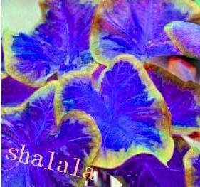 Thailand Caladiums Seeds, Blue Leaves with Golden Edge