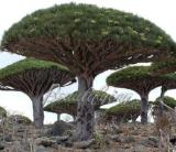 Dragon Blood Tree Seeds