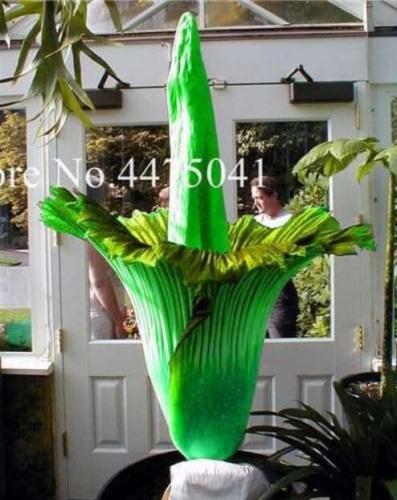 the World Biggest Flowers,  The Corpse Green Flower