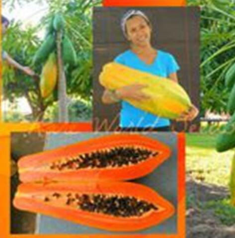 Sweet Maradol Papaya Outdoor Edible Tropical Juicy Jardin Fruit Seeds