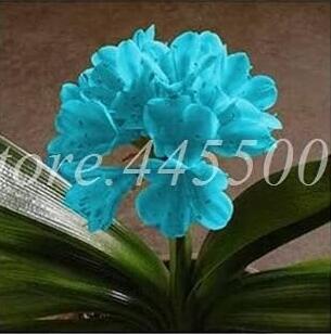 Clivia Miniata Seeds, Sky Blue Flowers