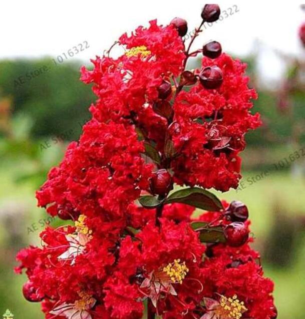 Rape Myrtle Tree Seeds, Red Flowers