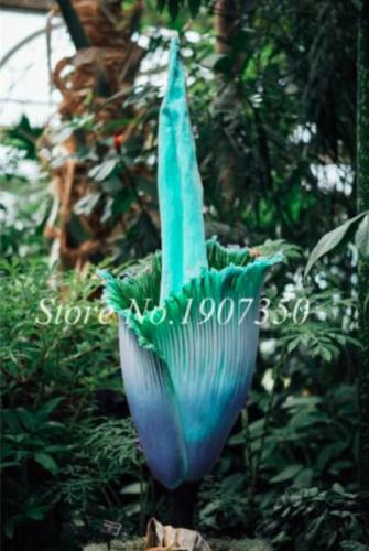 Beautiful Seed Flower of Corpse Indonesia, Green and Blue